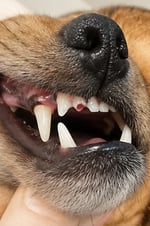 Chopped tooth