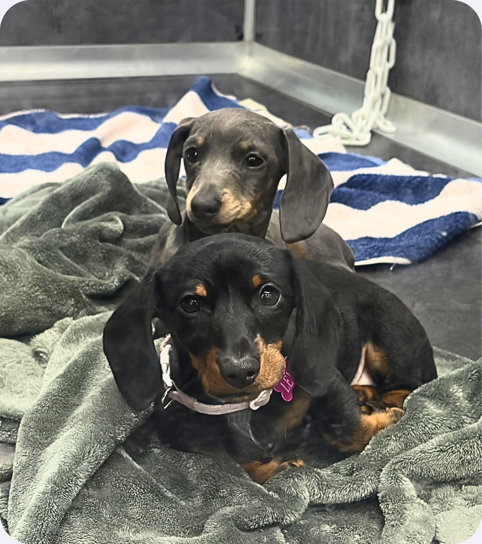 Puppy with retained baby canine teeth receiving expert dental care at Vetland to create space for healthy adult teeth and normal jaw development.