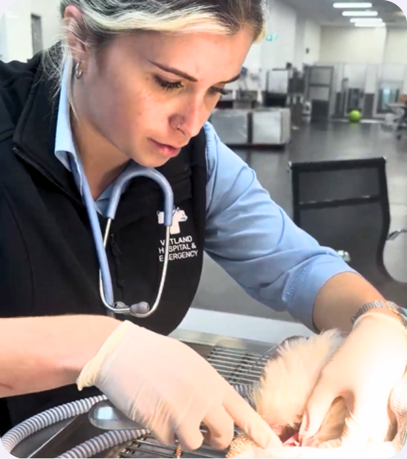 Young puppy showing retained canine baby teeth during a Vetland dental assessment, promoting early extraction and healthy permanent tooth alignment.