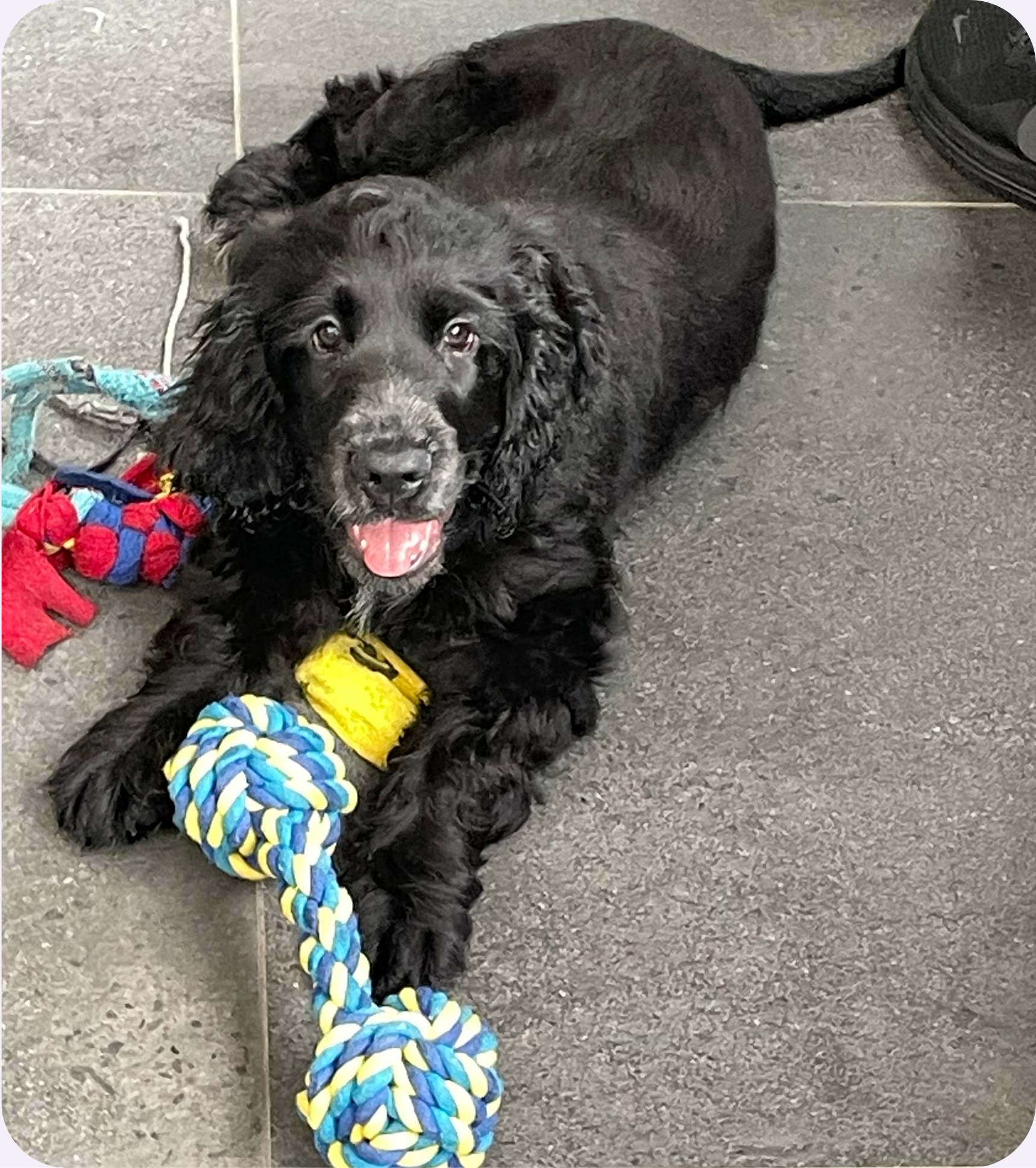 Puppy with retained baby canine teeth receiving expert dental care at Vetland to create space for healthy adult teeth and normal jaw development.