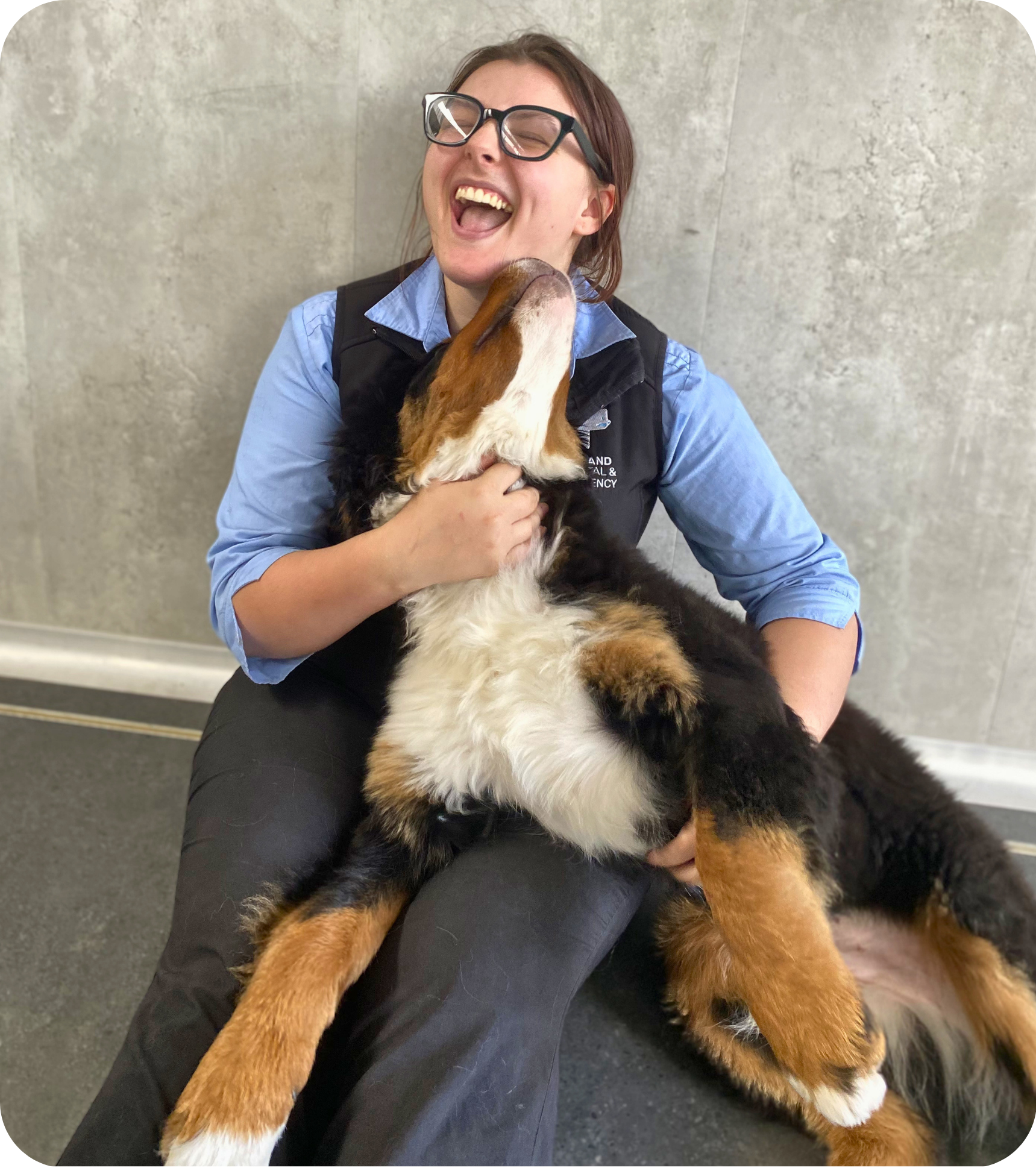 Veterinary dental consultation at Vetland for persistent deciduous teeth, preventing overcrowding, gum disease, and abnormal adult tooth positioning in puppies.
