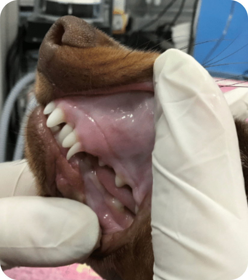Vetland Dental - When Extraction Is The Best Option