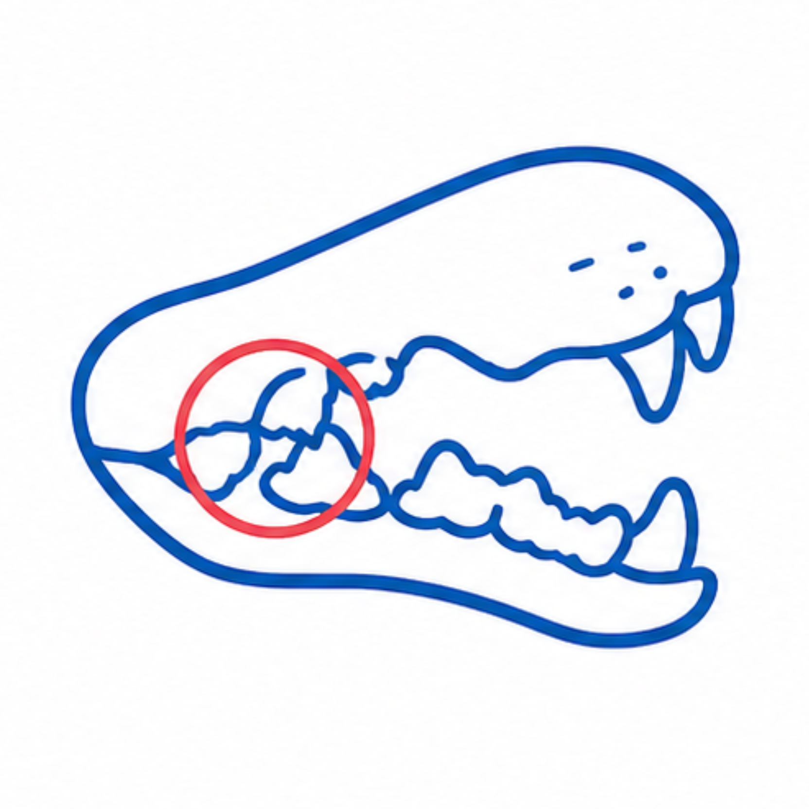 Veterinarian examining a puppy with persistent deciduous teeth at Vetland, helping prevent overcrowding, gum disease, and developing bite abnormalities through early care.