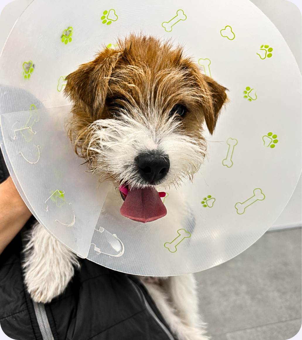 Vetland veterinary team assessing persistent deciduous teeth in a puppy, providing early treatment to protect developing teeth, gums, and bite alignment.