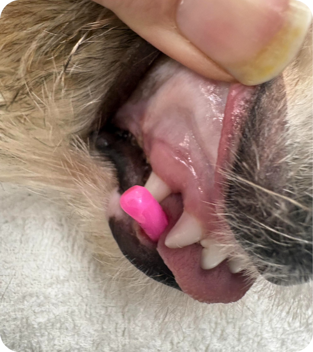 Veterinary dental consultation at Vetland for persistent deciduous teeth, preventing overcrowding, gum disease, and abnormal adult tooth positioning in puppies.
