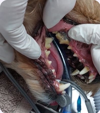 Close-up of a dog's broken tooth showing visible pulp exposure, highlighting the importance of prompt veterinary dental care and pain relief.