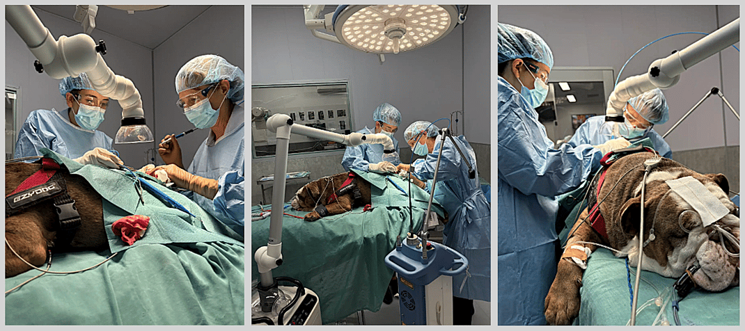 Vet performing CO2 laser caudectomy to relieve chronic screw tail infections and prevent long-term nerve damage in dogs.