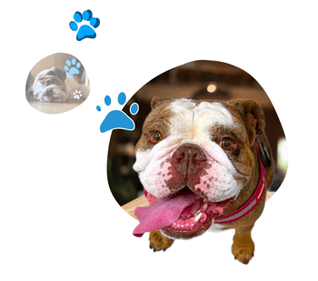 Before and after results of a bulldog showing relief from screw tail issues after undergoing CO2 laser caudectomy surgery