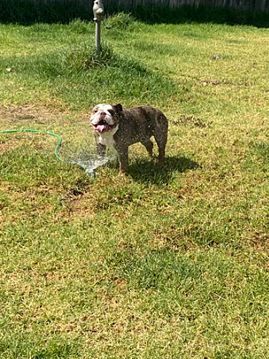 Happy bulldog post-surgery showing improved comfort and mobility after CO2 laser screw tail caudectomy.