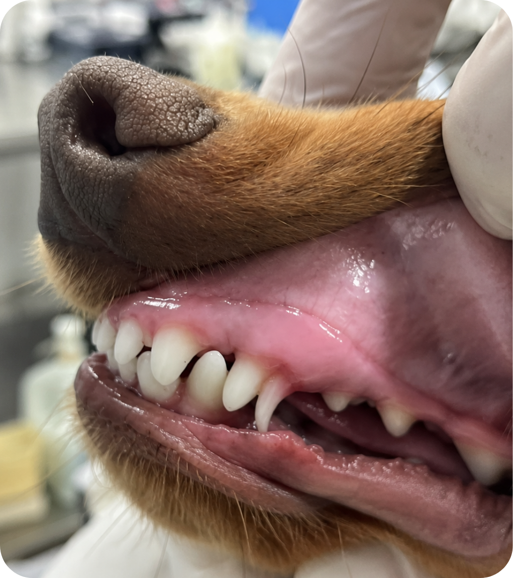 Veterinarian examining a puppy with persistent deciduous teeth at Vetland, helping prevent overcrowding, gum disease, and developing bite abnormalities through early care.