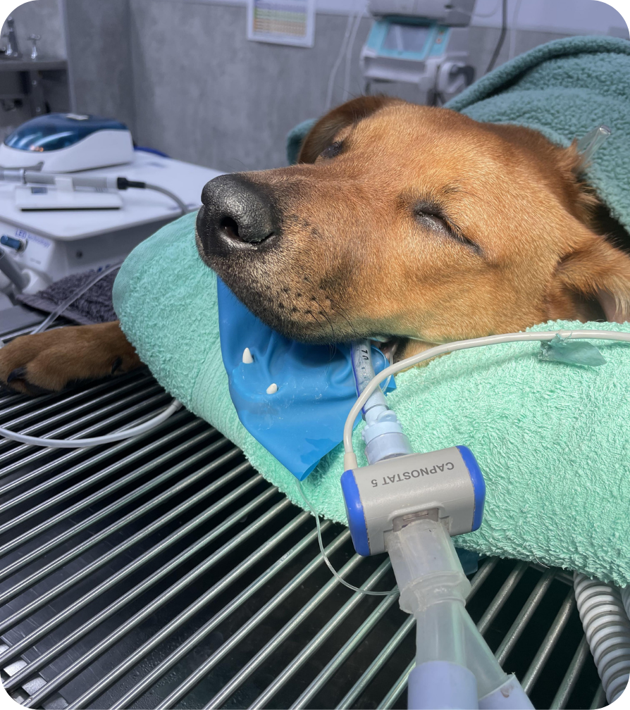 VL  Dental Lounge  Broken Teeth - Healing Time