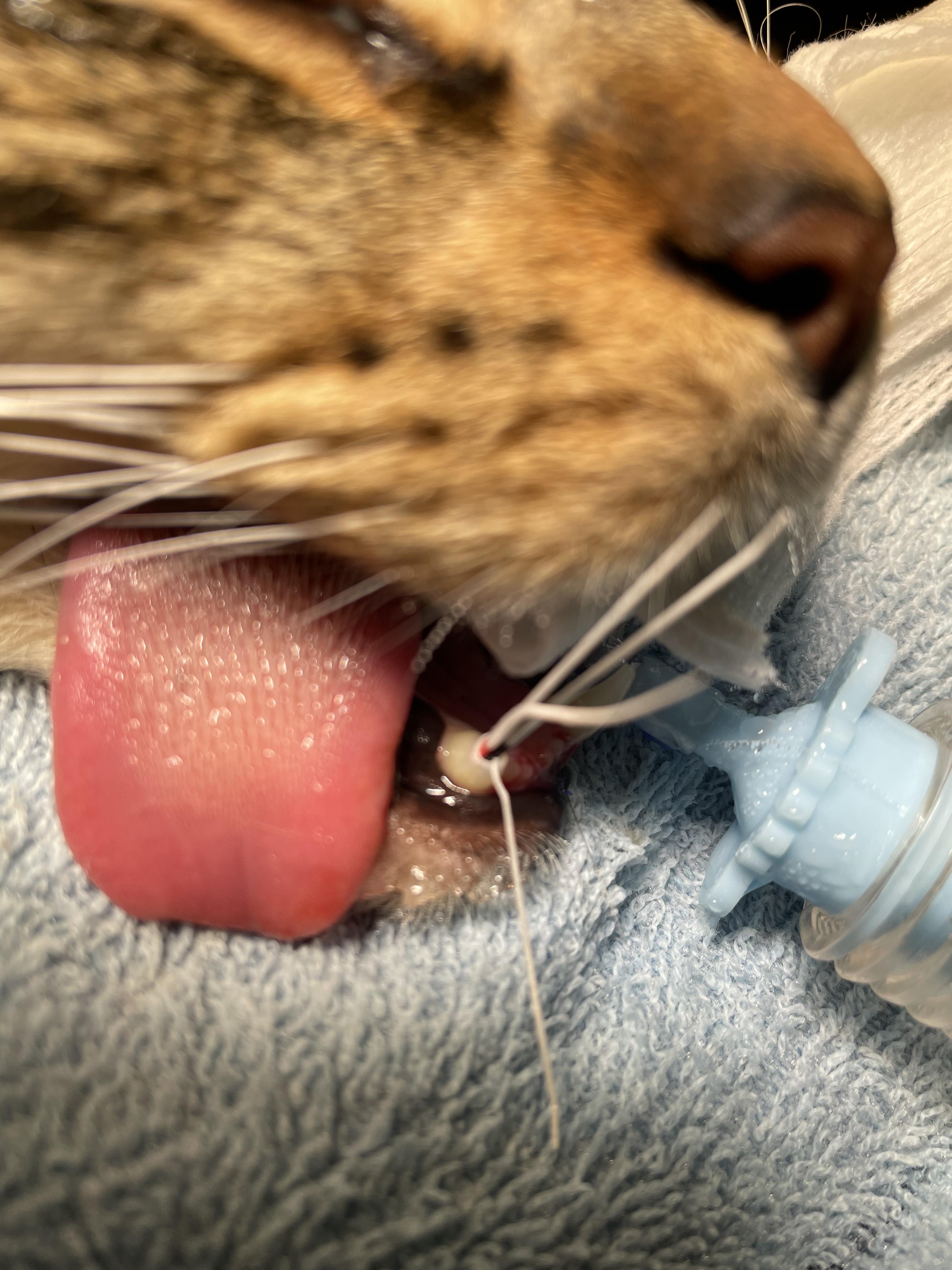 Vetland - Cat Vital Pulp Therapy - Broken Tooth being treated with pulp therapy