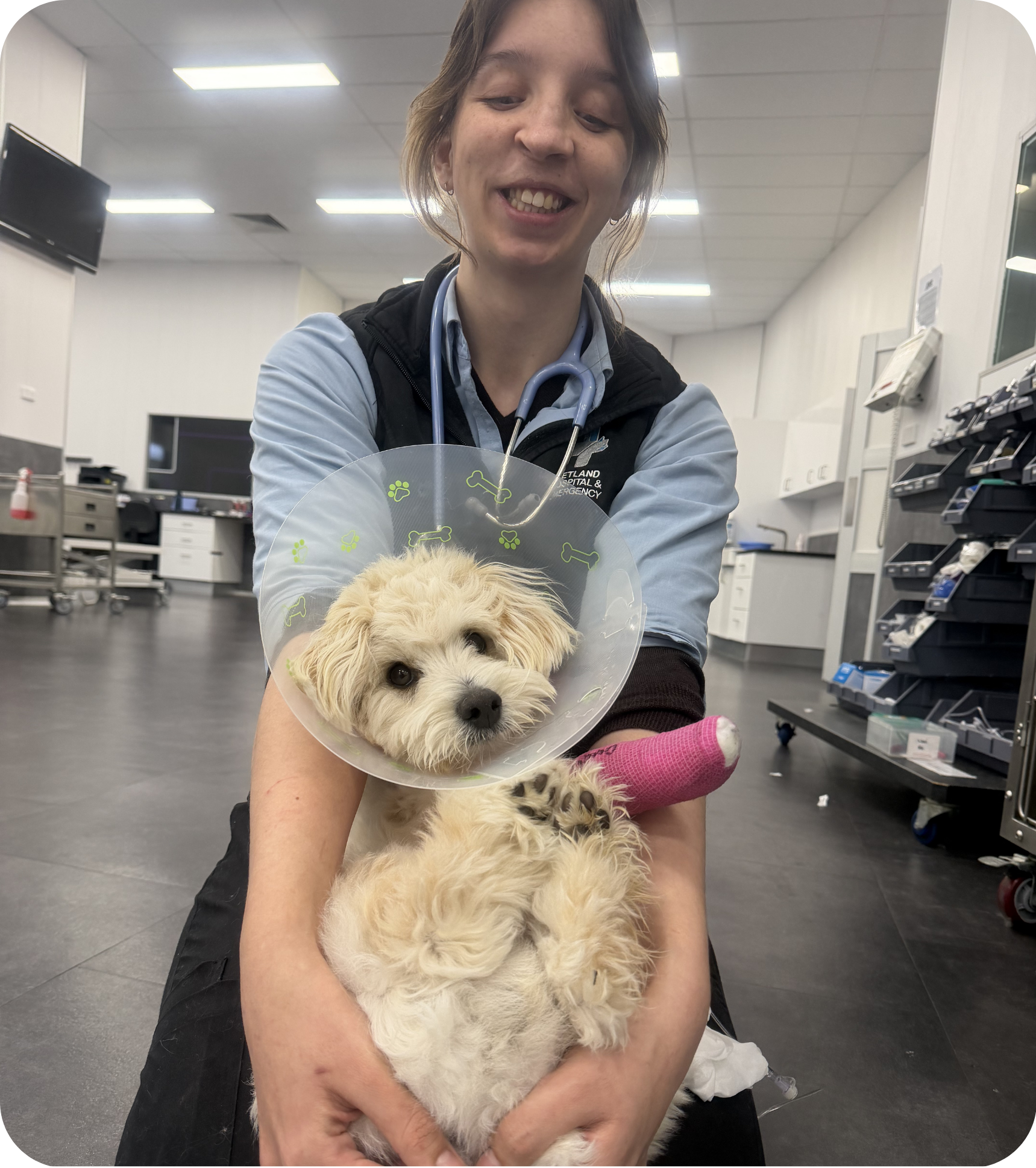 Vetland veterinarian checking retained baby teeth in a growing puppy to support healthy adult tooth eruption and prevent painful orthodontic problems.
