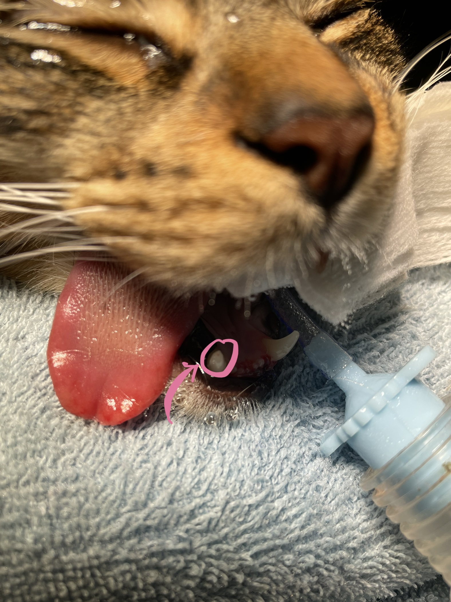 Vetland Vital Pulp Therapy Pre-Surgery - Cat broken tooth after being treated with pulp therapy