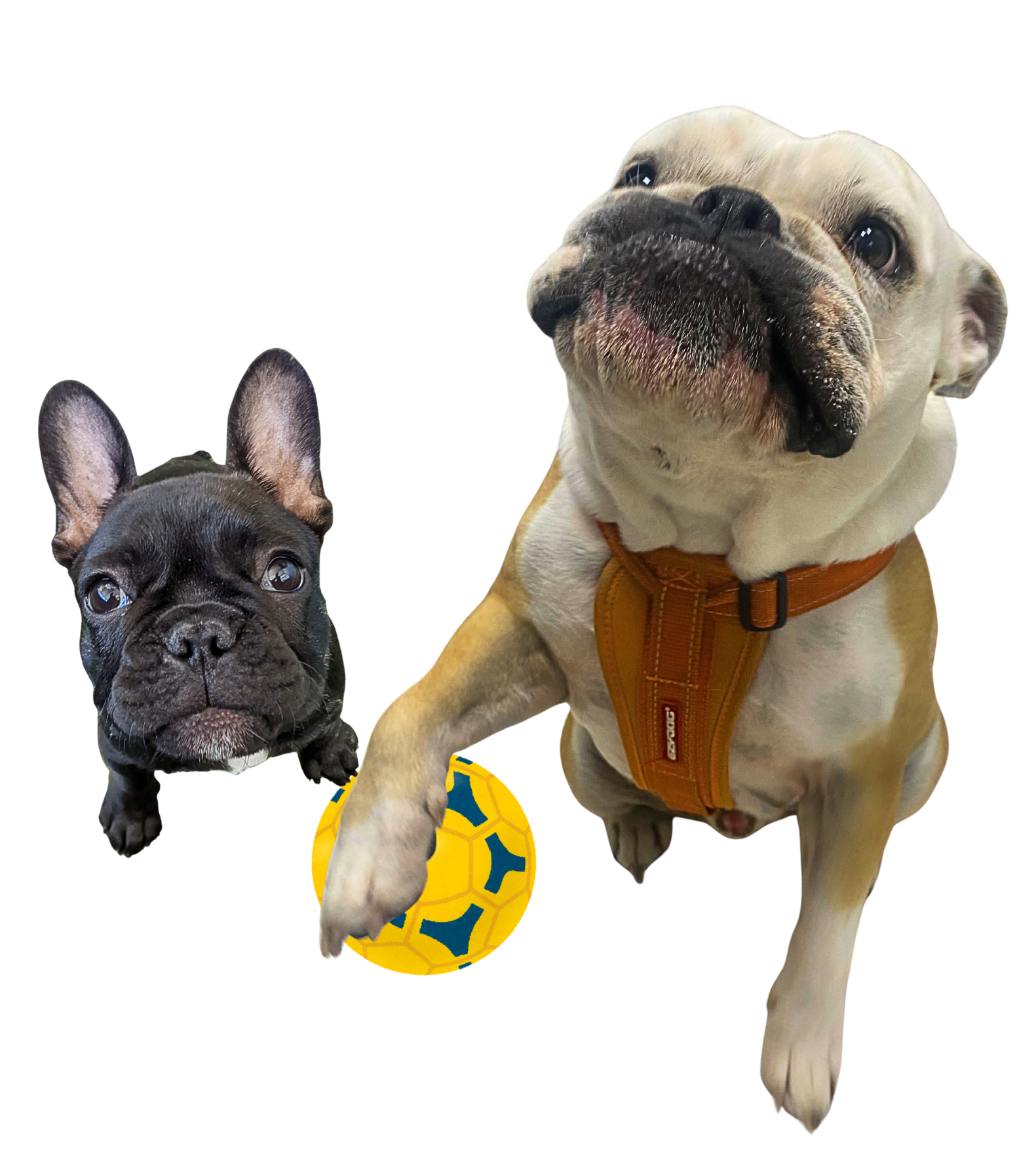 Bulldog with screw tail showing signs of discomfort and tail fold infection, highlighting need for caudectomy surgery using CO2 laser.