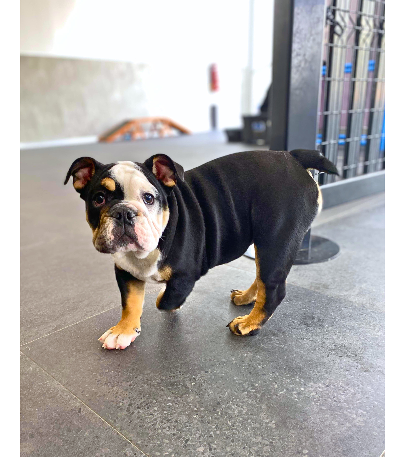 Close-up of red, irritated skin between bulldog tail folds caused by screw tail pyoderma needing surgical intervention.