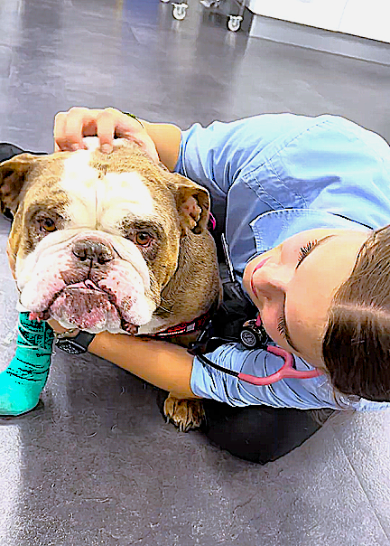 Screwtail Caudectomy surgery helps bulldogs with screw tail get long-term relief from chronic infections and skin fold irritation.